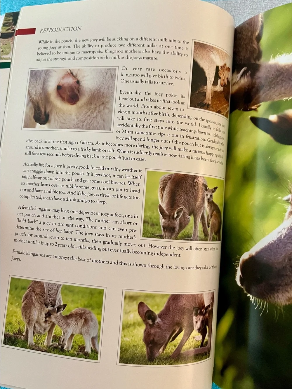 KANGAROOS Gentle Australian Icons Book